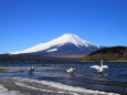 富士山&白鳥