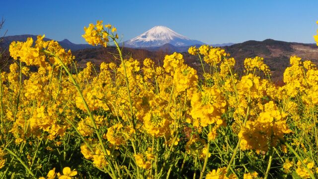 吾妻山公園から望む富士山