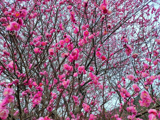 梅の花