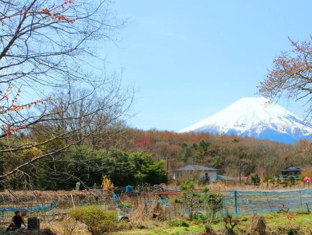 忍野八海