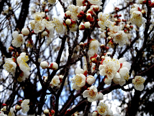 さわやかに咲き始めた梅の花