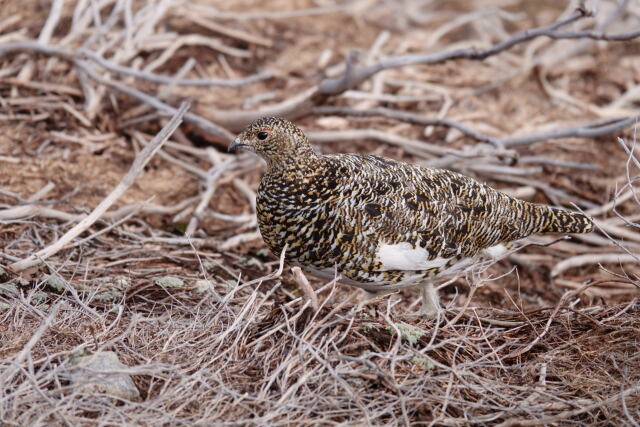 雷鳥荘の雌雷鳥2