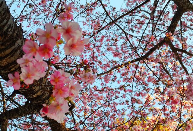 東紀州早咲き桜