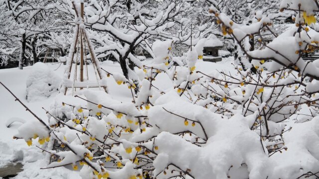 雪中の蝋梅