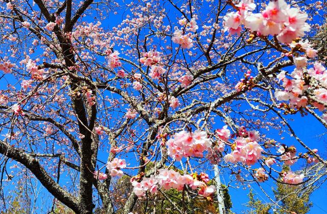 東紀州早咲き桜