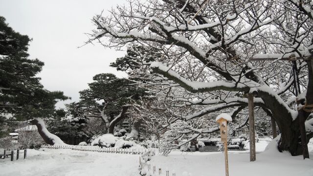 冬の兼六園