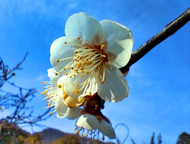 梅の花