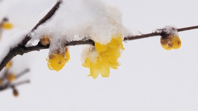 雪中の蝋梅