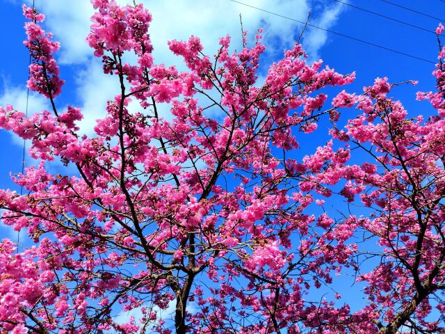 東紀州早咲き桜