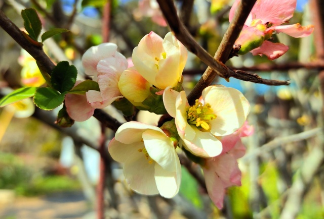 冬の花