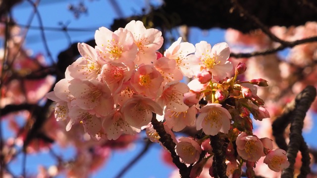 糸川遊歩道のあたみ桜