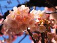 糸川遊歩道のあたみ桜