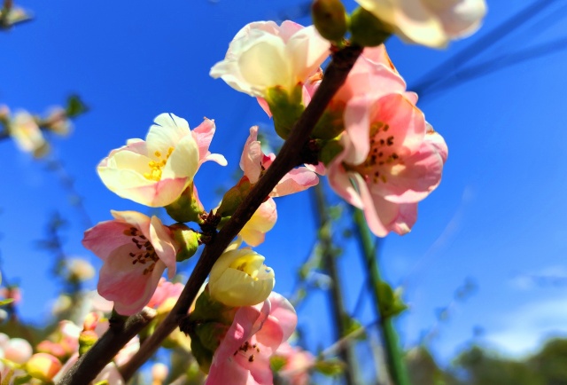 春の花