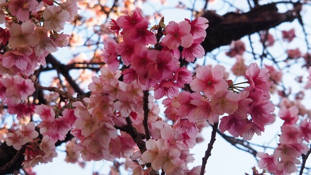 糸川遊歩道のあたみ桜