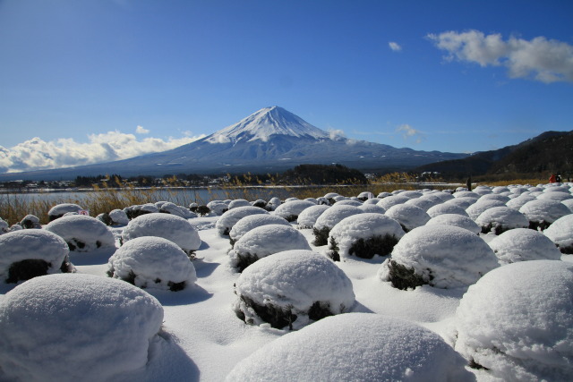 雪のラベンダー