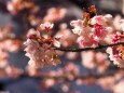 糸川遊歩道のあたみ桜