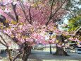 東紀州2月8日河津桜