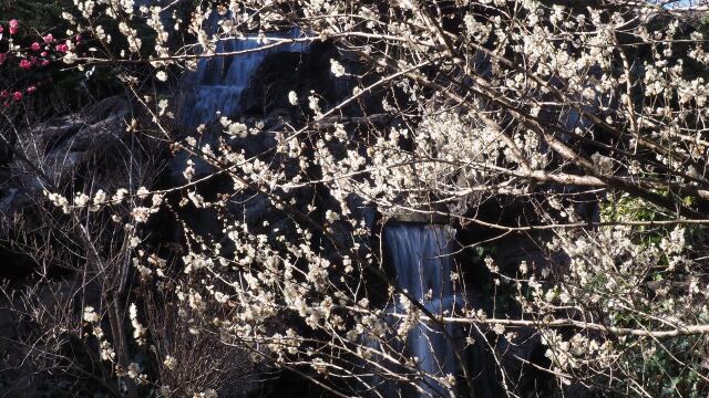 熱海梅園の白梅と滝