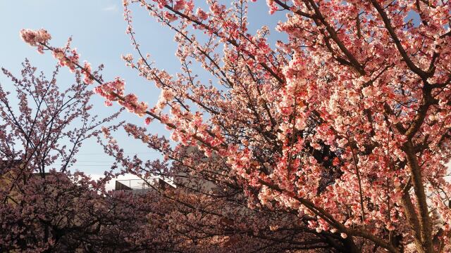 糸川遊歩道のあたみ桜