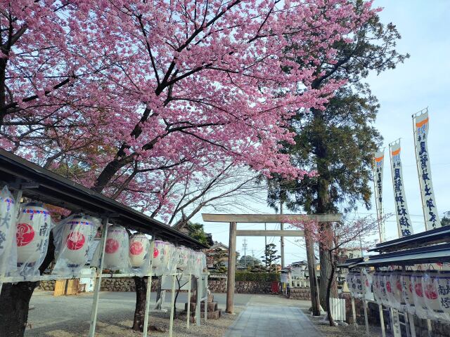 東紀州2月8日河津桜