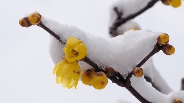 雪中の蝋梅