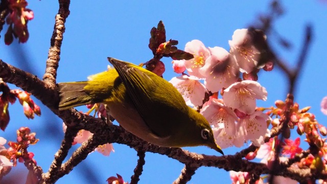 糸川遊歩道のあたみ桜とメジロ