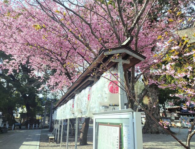 東紀州2月8日河津桜