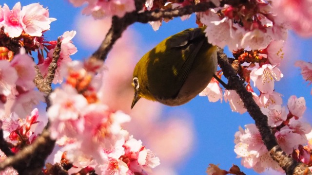 糸川遊歩道のあたみ桜とメジロ