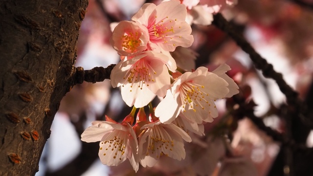 糸川遊歩道のあたみ桜