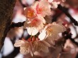 糸川遊歩道のあたみ桜