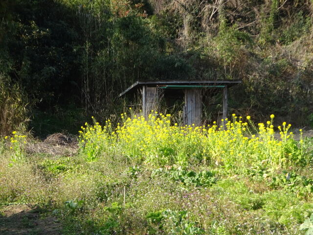 里山に咲いた菜の花