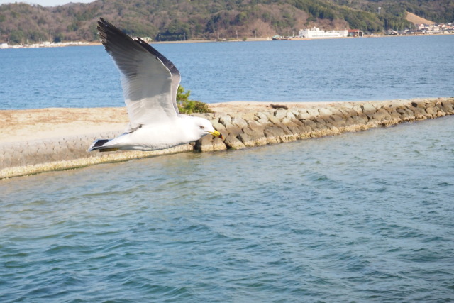 海猫