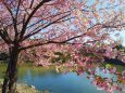 東紀州2月12日河津桜