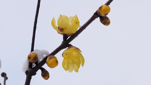 雪中の蝋梅