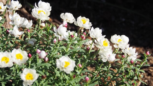 上野東照宮の花簪