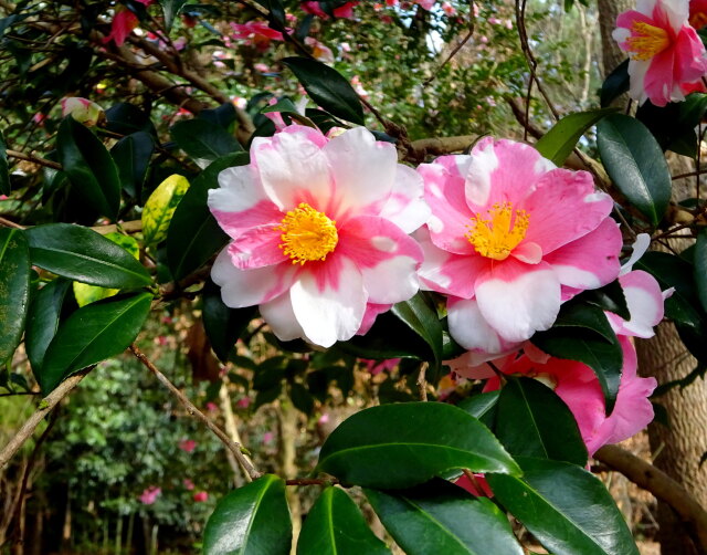 明るく咲いた早春の椿の花