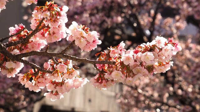 糸川遊歩道のあたみ桜