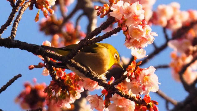 糸川遊歩道のあたみ桜とメジロ