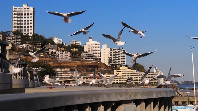 熱海のゆりかもめ