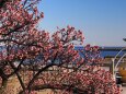 糸川遊歩道のあたみ桜