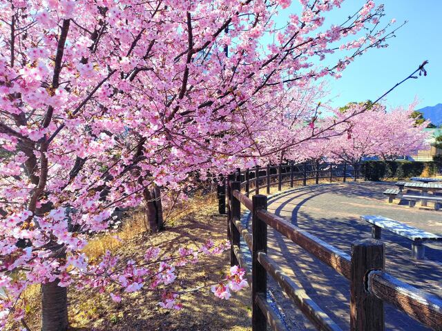 熊野2月13日河津桜