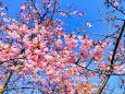 熊野2月13日河津桜