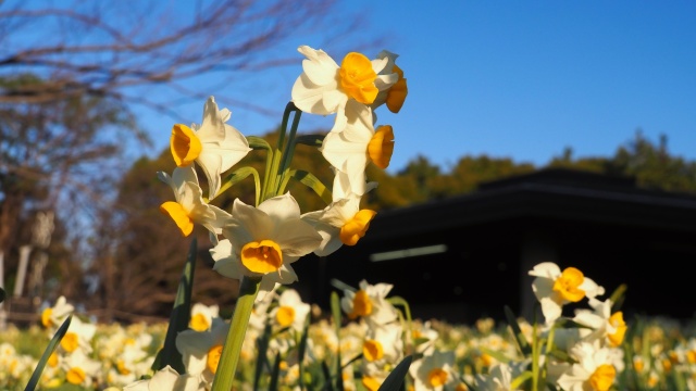 葛西臨海公園の水仙