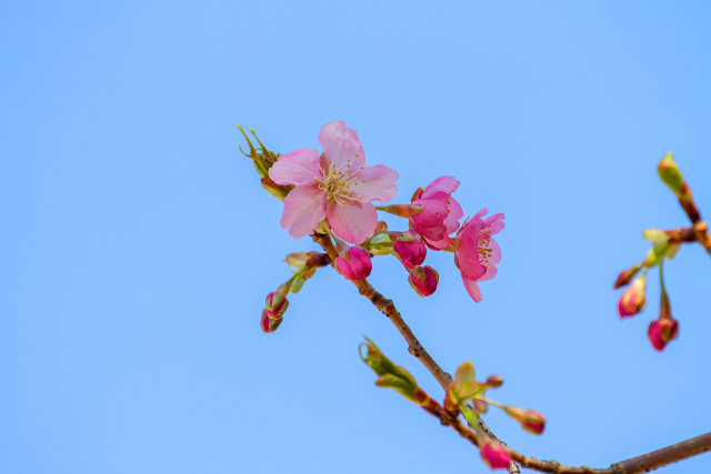 寒緋桜