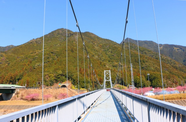 つり橋と河津桜