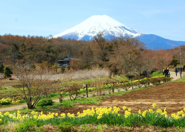 忍野八海