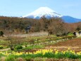 忍野八海