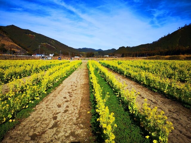 菜の花