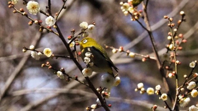 熱海梅園の白梅とメジロ