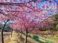 熊野2月13日河津桜